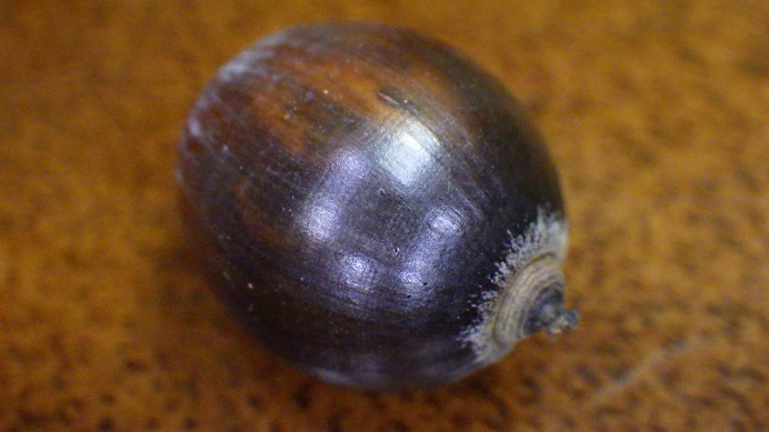 f:id:xjino:20201103200840j:plain