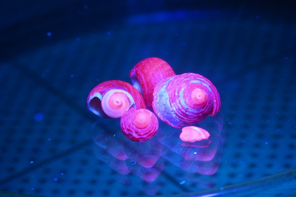 貝の蛍光／サンショウガイが鮮やかなわけ - ジノ。