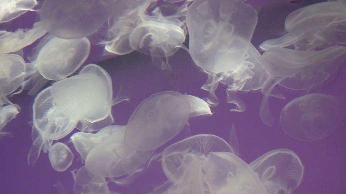 f:id:xjino:20220116113750j:plain