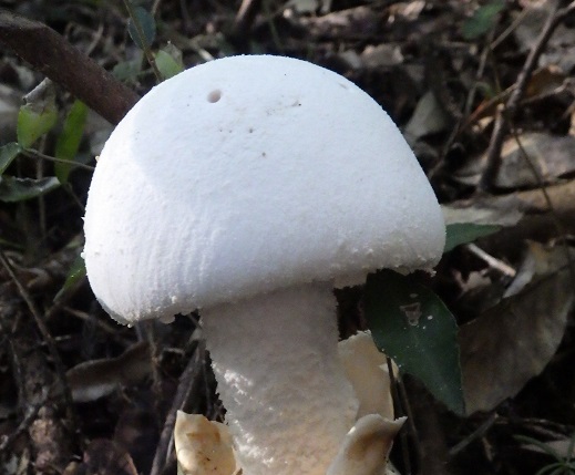 ツクツク森でツクツクボウシがキノコになる - ジノ。