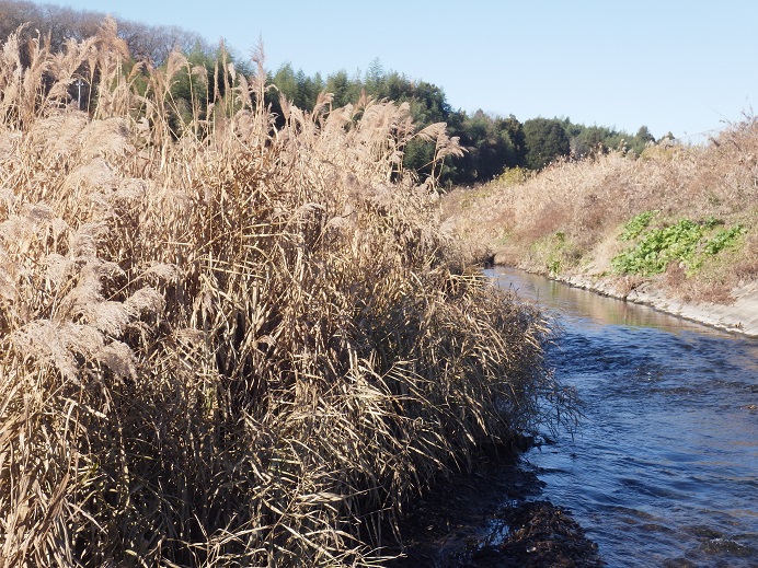 久慈川・玉川のメノウと珪化木 突撃編 - ジノ。