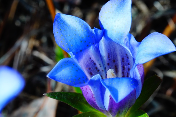 秋の名残の天の青 最後のリンドウ - ジノ。