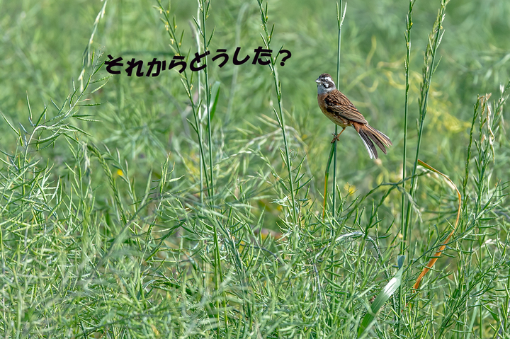 blog_pic02768.jpg