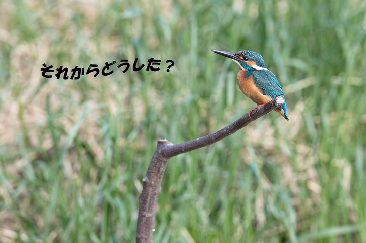 blog_pic02775.jpg