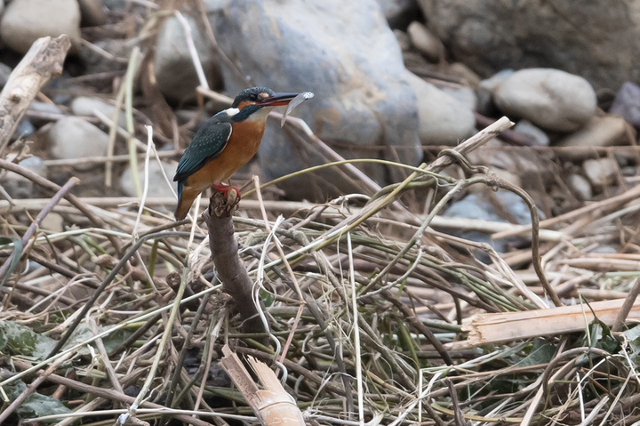 blog_pic0363087.jpg