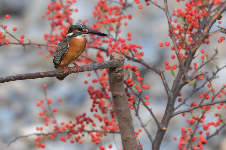blog_pic0363155.jpg