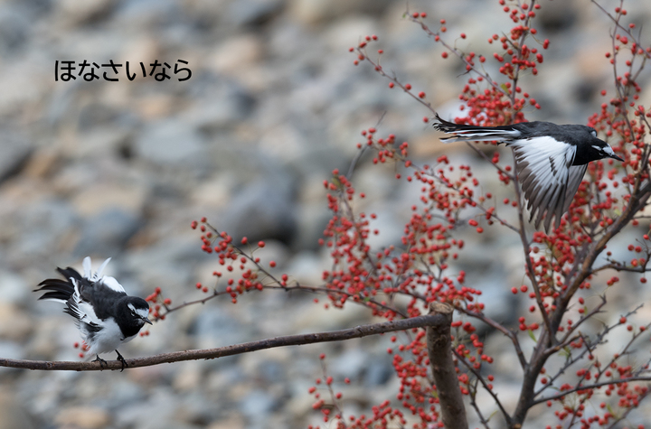 blog_pic0363189.jpg