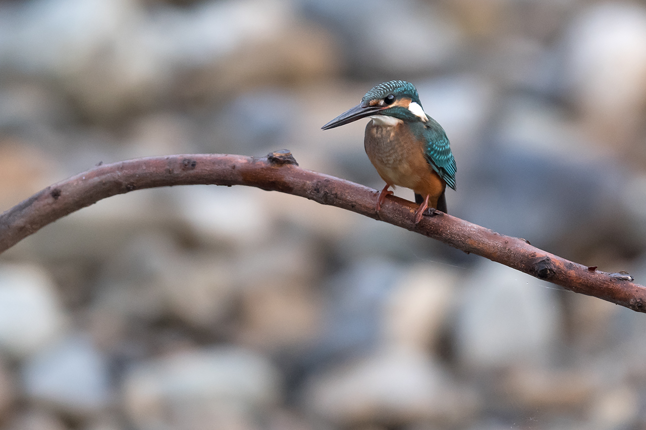 f:id:xjmarin:20200915202614j:plain