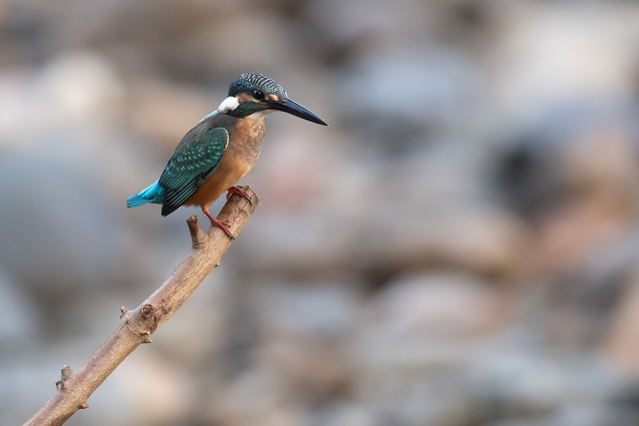 f:id:xjmarin:20200915202703j:plain