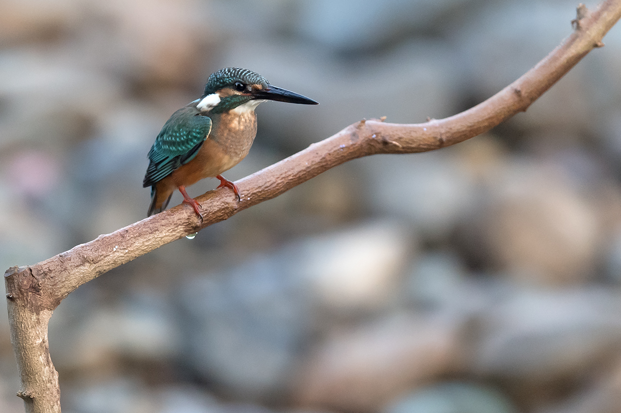 f:id:xjmarin:20200915202712j:plain