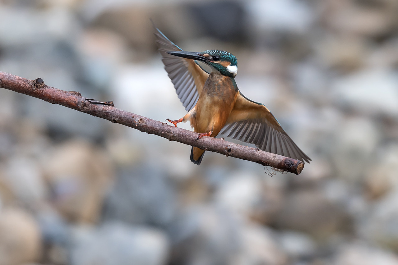 f:id:xjmarin:20200915203021j:plain