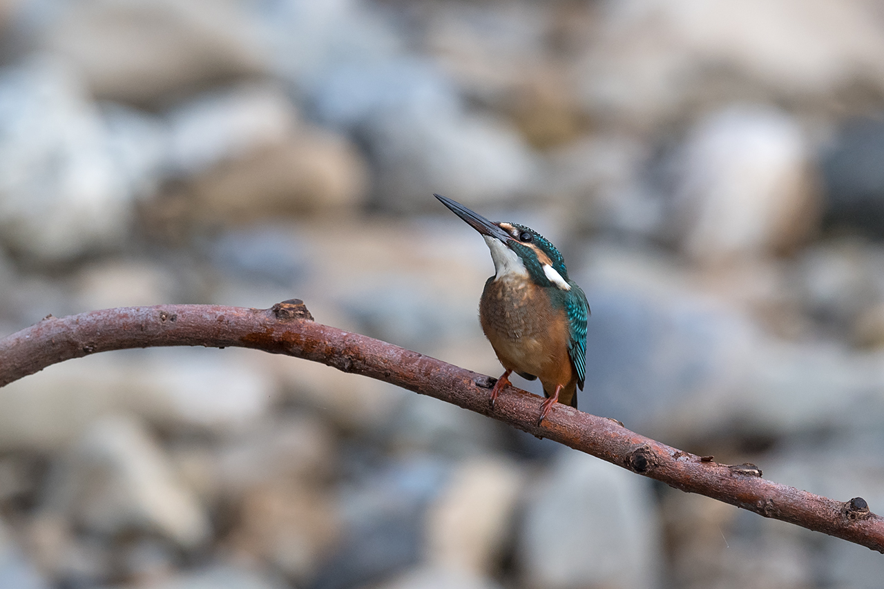 f:id:xjmarin:20200915203308j:plain