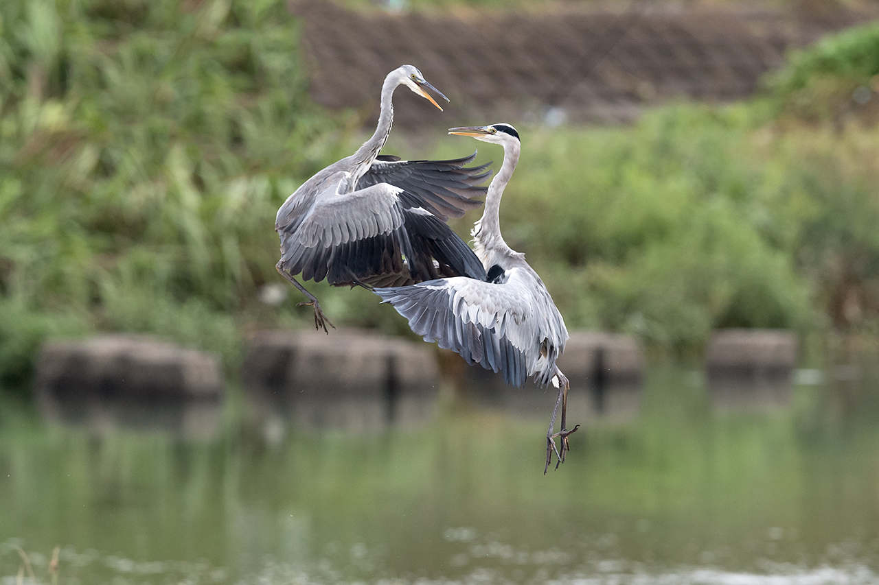 f:id:xjmarin:20200915203333j:plain