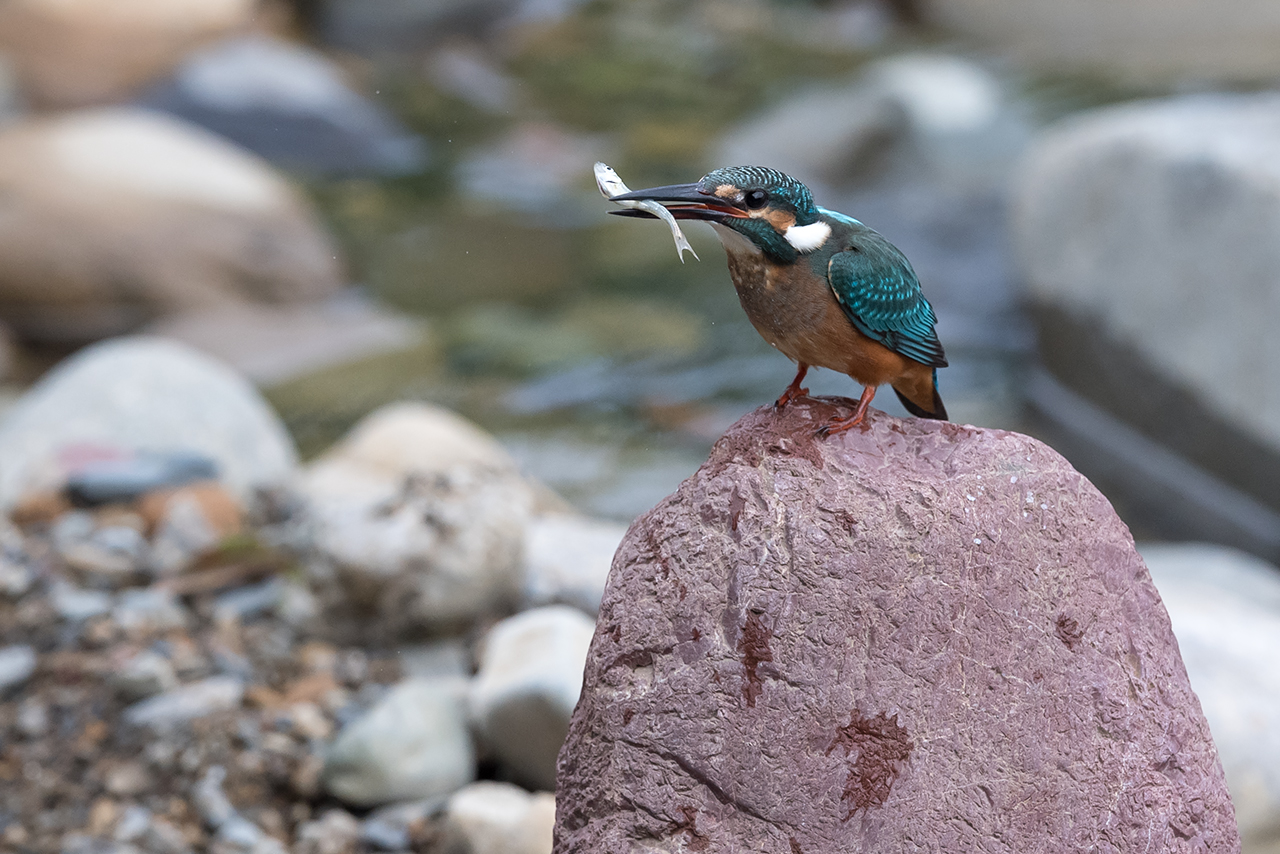 f:id:xjmarin:20200915203548j:plain