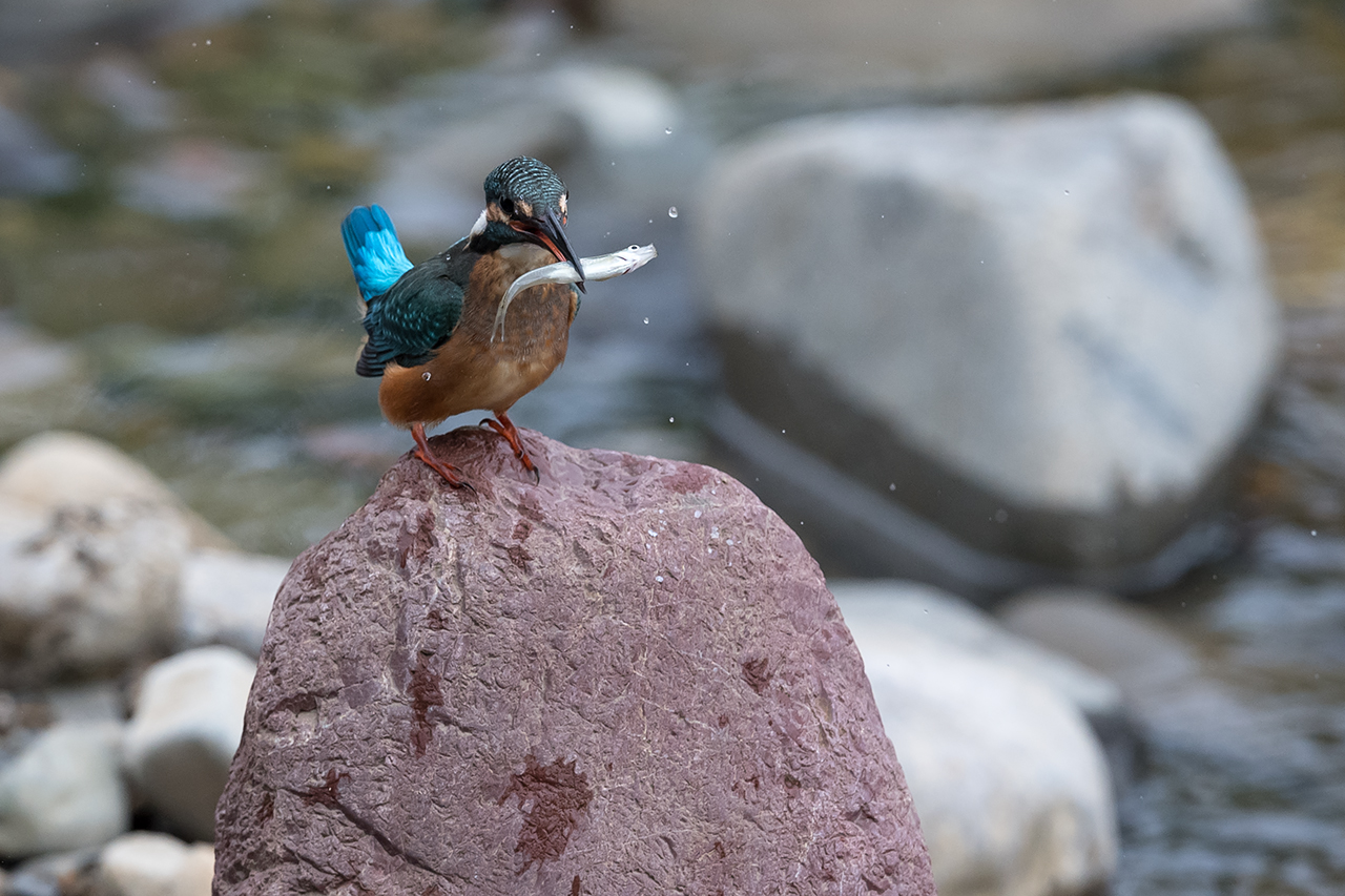 f:id:xjmarin:20200915203614j:plain