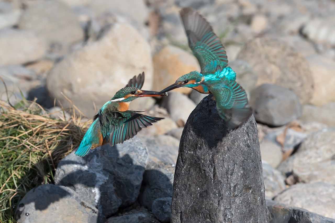 f:id:xjmarin:20210211193730j:plain