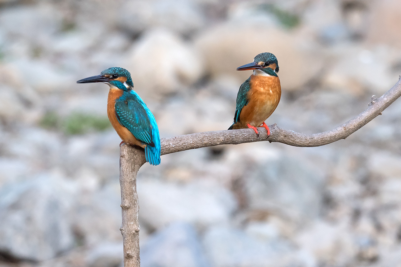 f:id:xjmarin:20210211193734j:plain