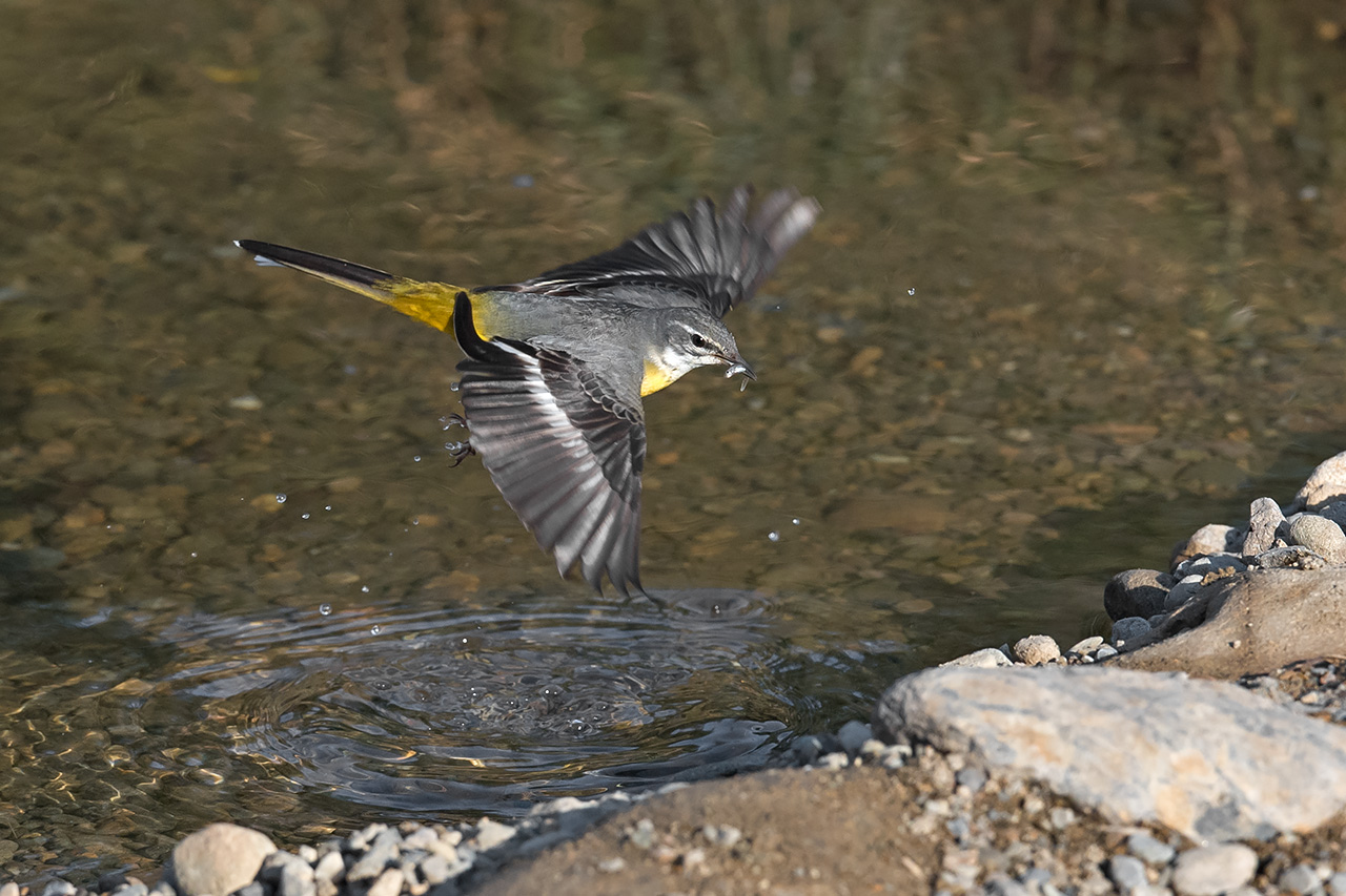 f:id:xjmarin:20210211193736j:plain