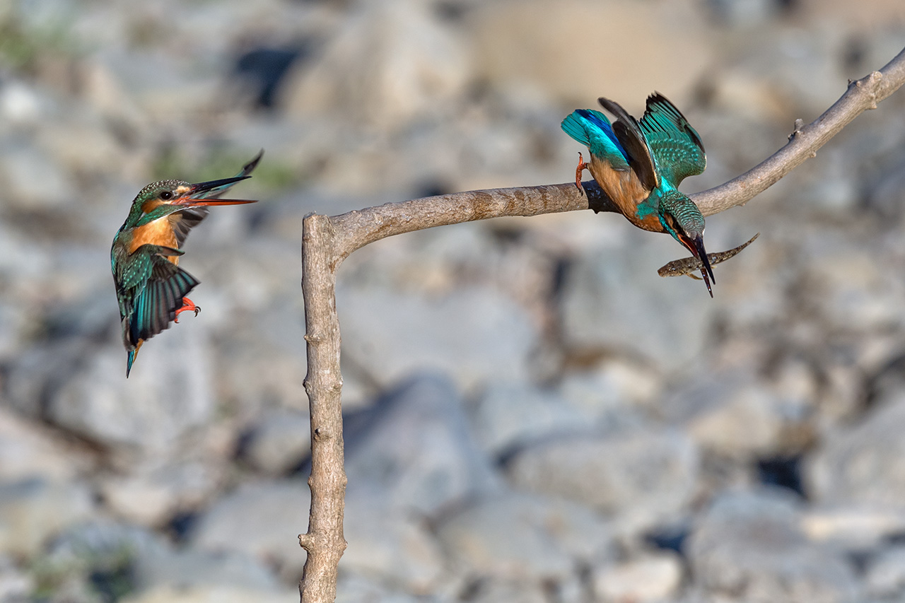 f:id:xjmarin:20210211195322j:plain