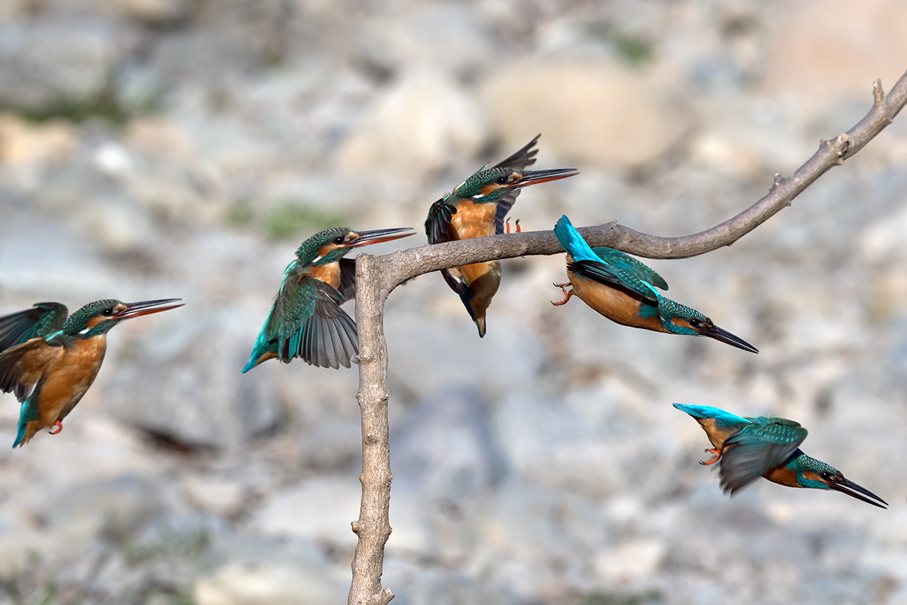 f:id:xjmarin:20210211195343j:plain