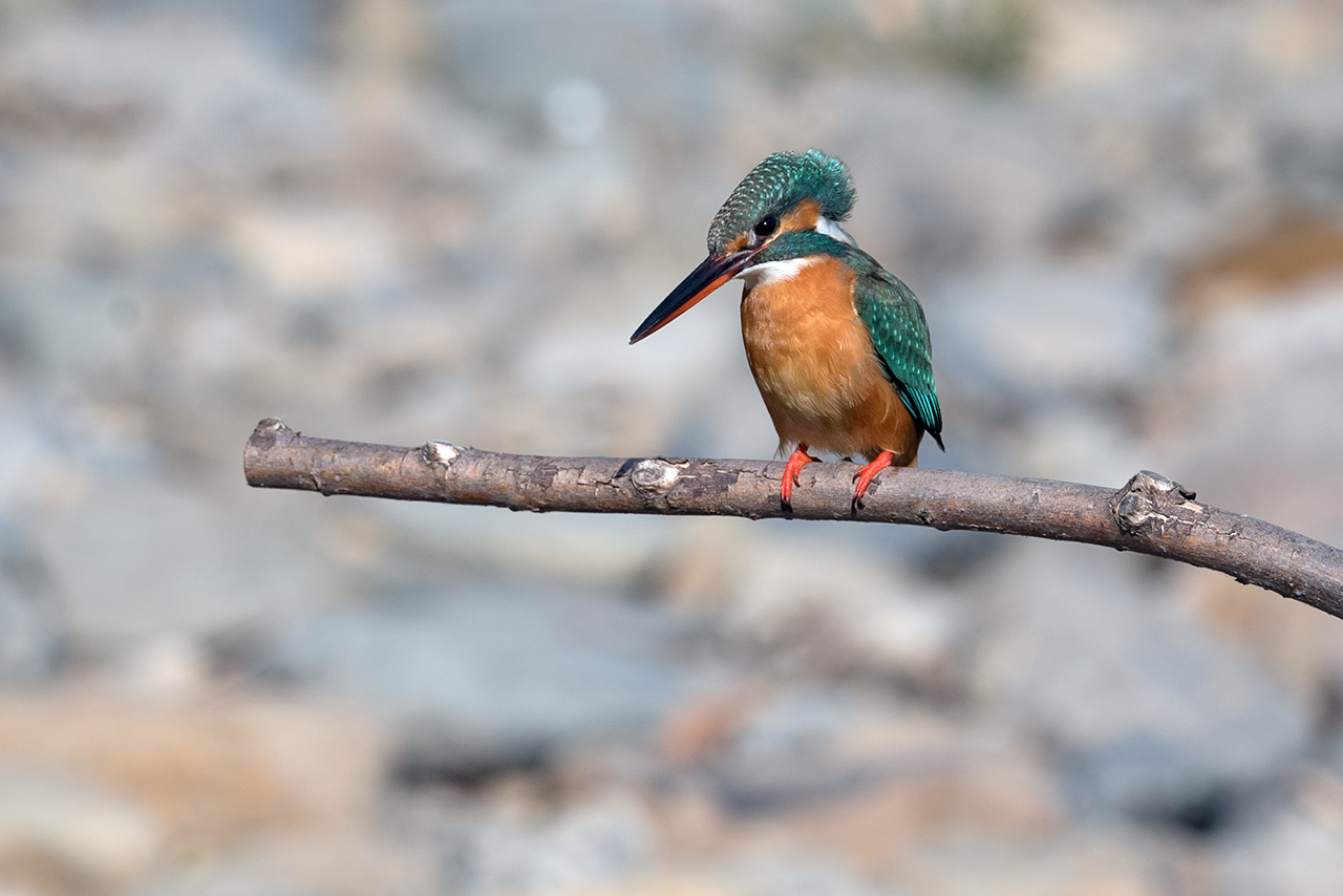 f:id:xjmarin:20210211195450j:plain