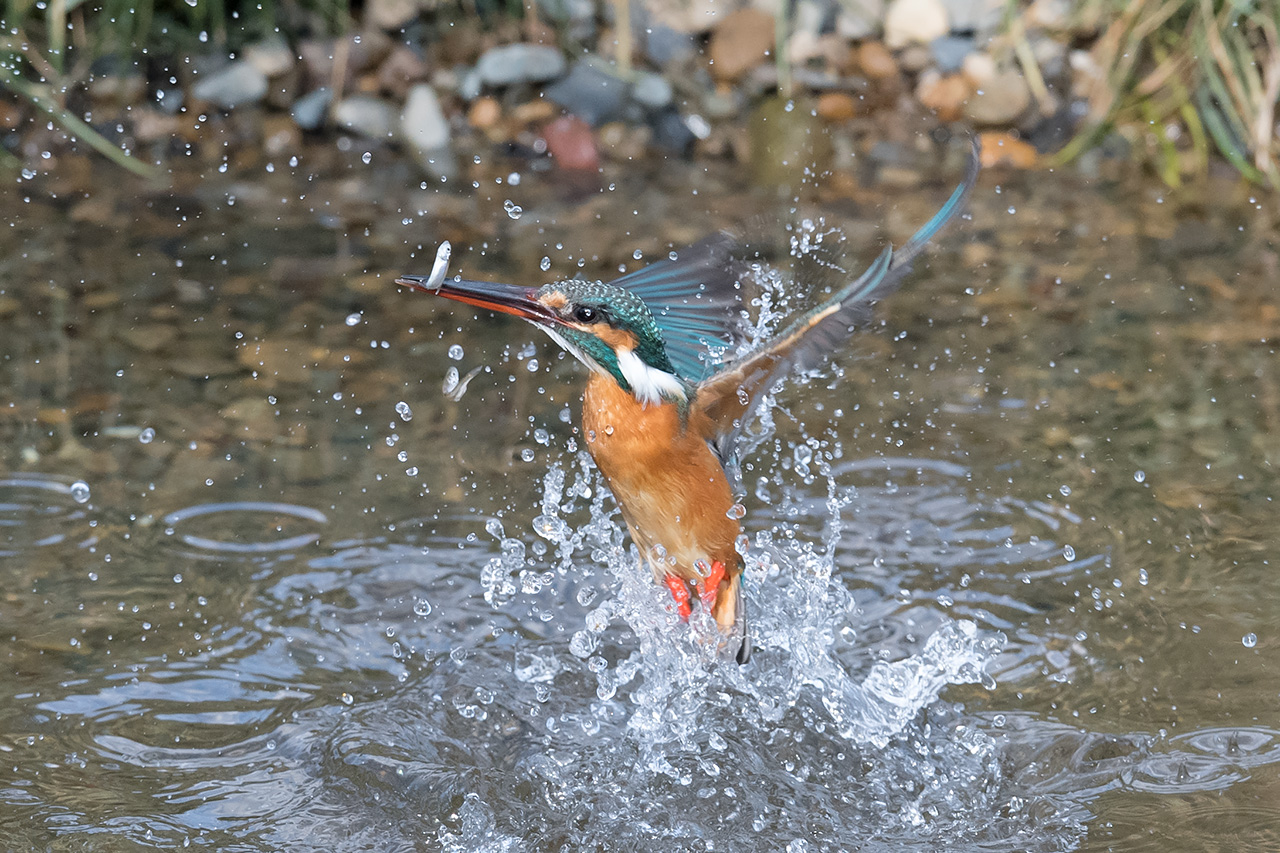 f:id:xjmarin:20210211195452j:plain