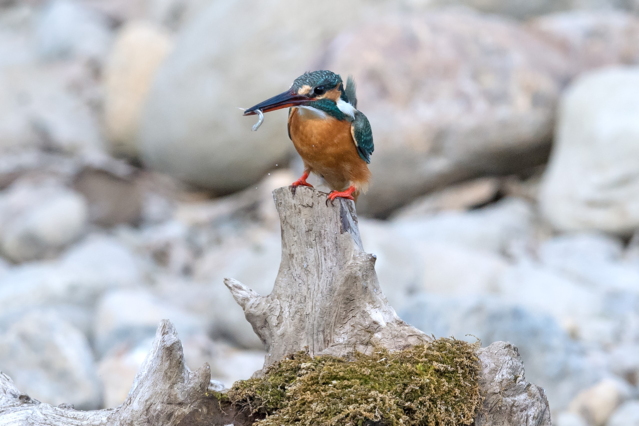 f:id:xjmarin:20210211195454j:plain