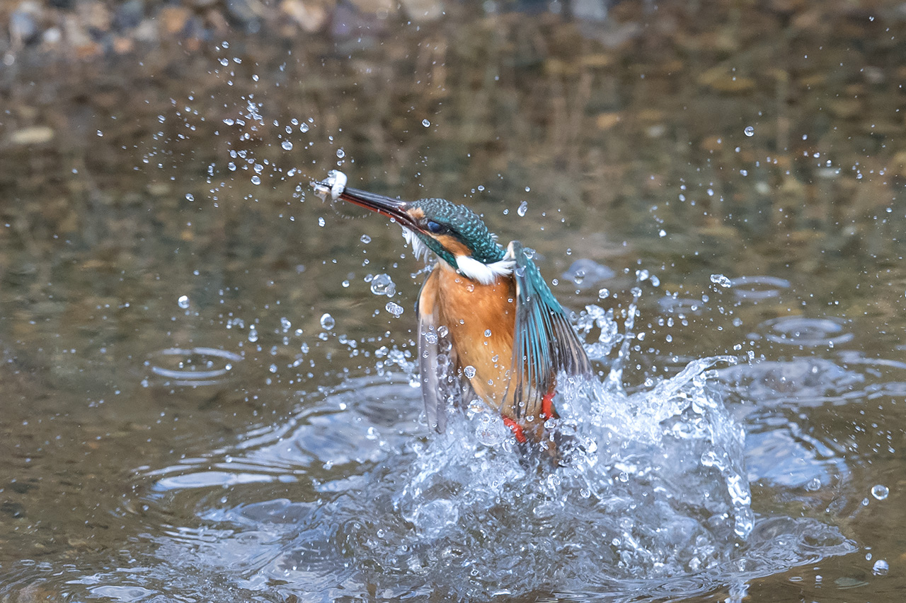 f:id:xjmarin:20210211195500j:plain