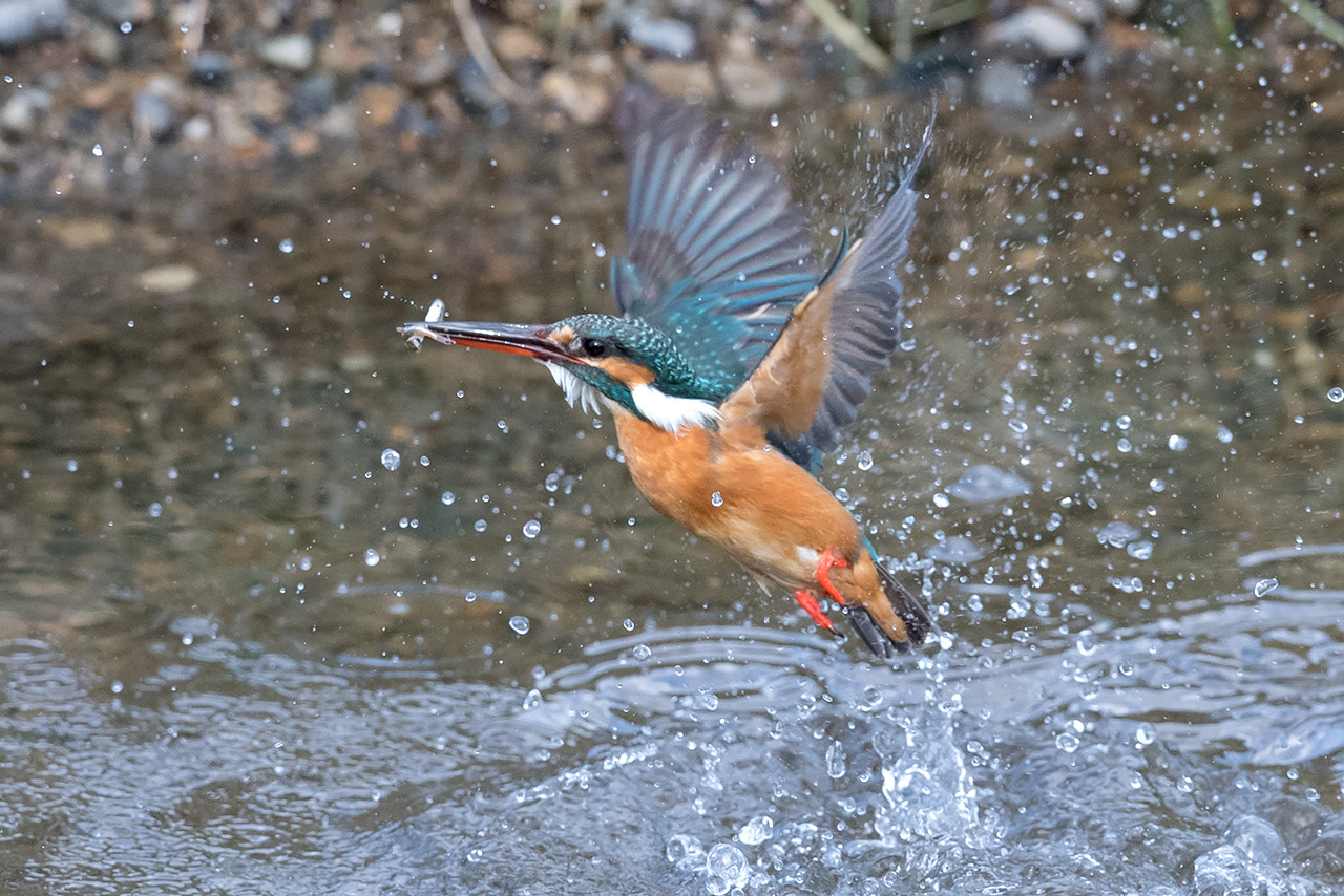 f:id:xjmarin:20210211195502j:plain