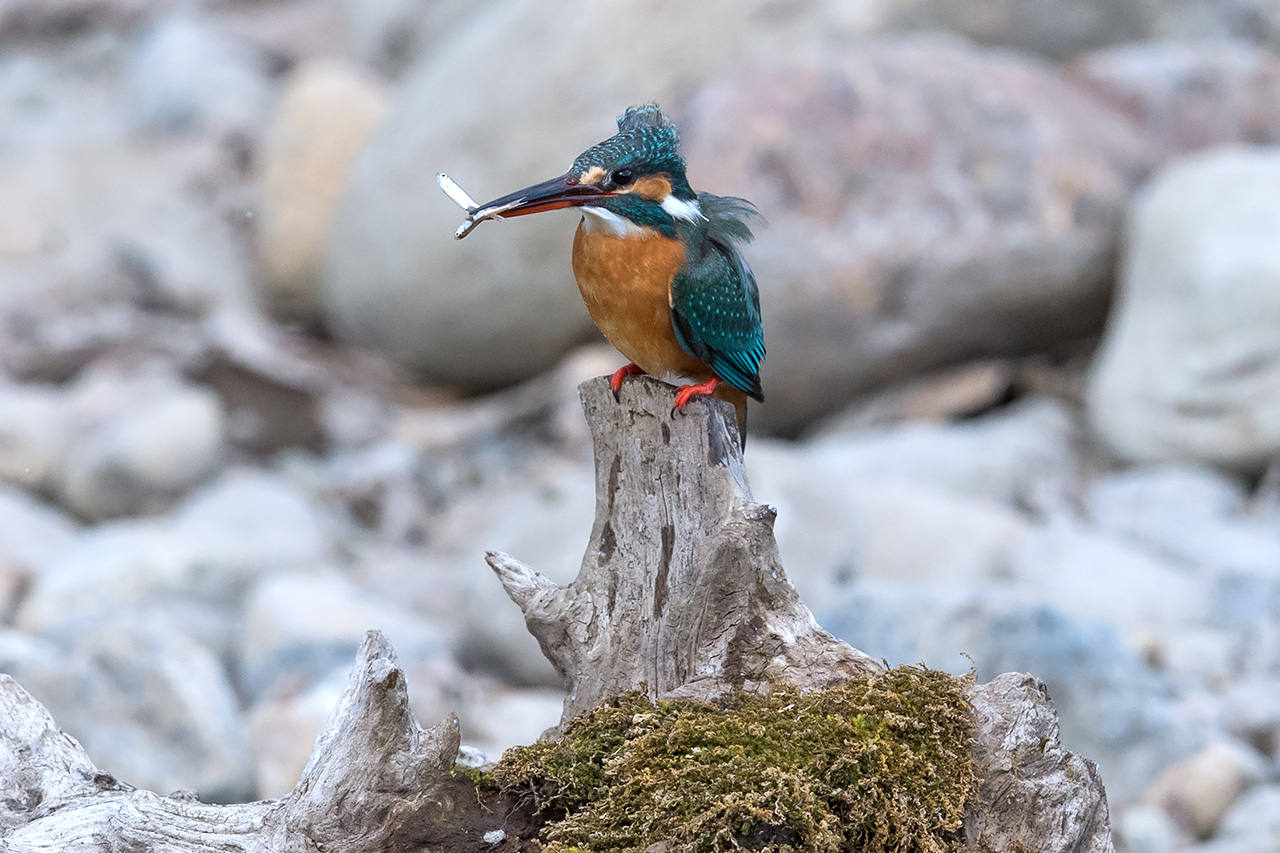 f:id:xjmarin:20210211195504j:plain