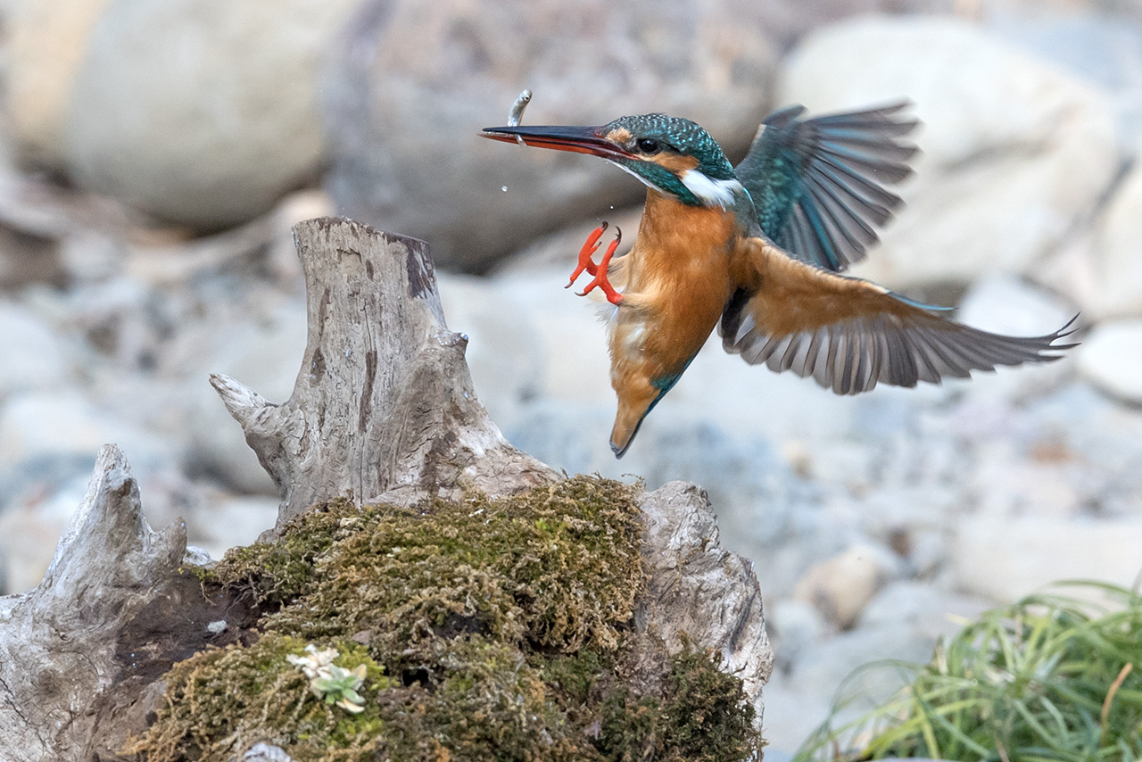 f:id:xjmarin:20210211195508j:plain