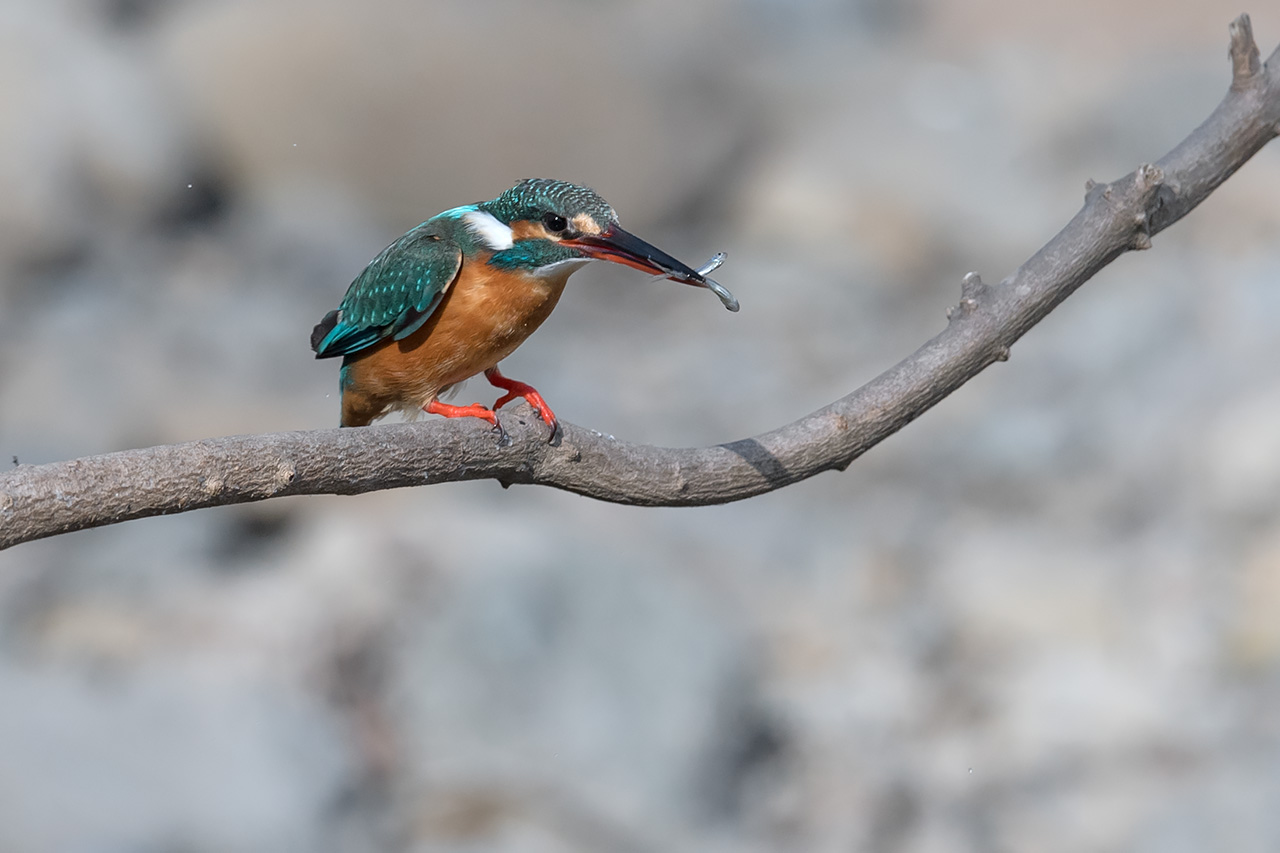 f:id:xjmarin:20210211195513j:plain