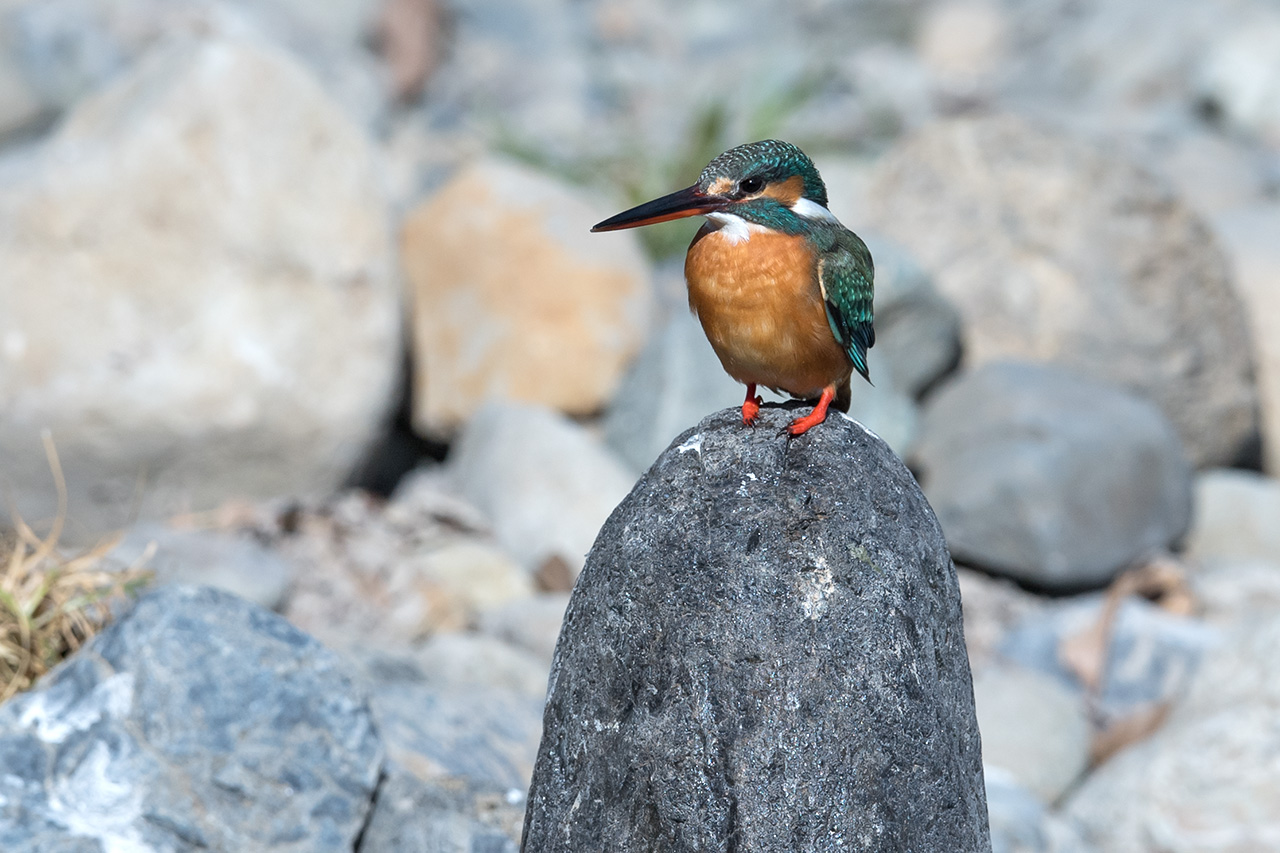 f:id:xjmarin:20210211195524j:plain