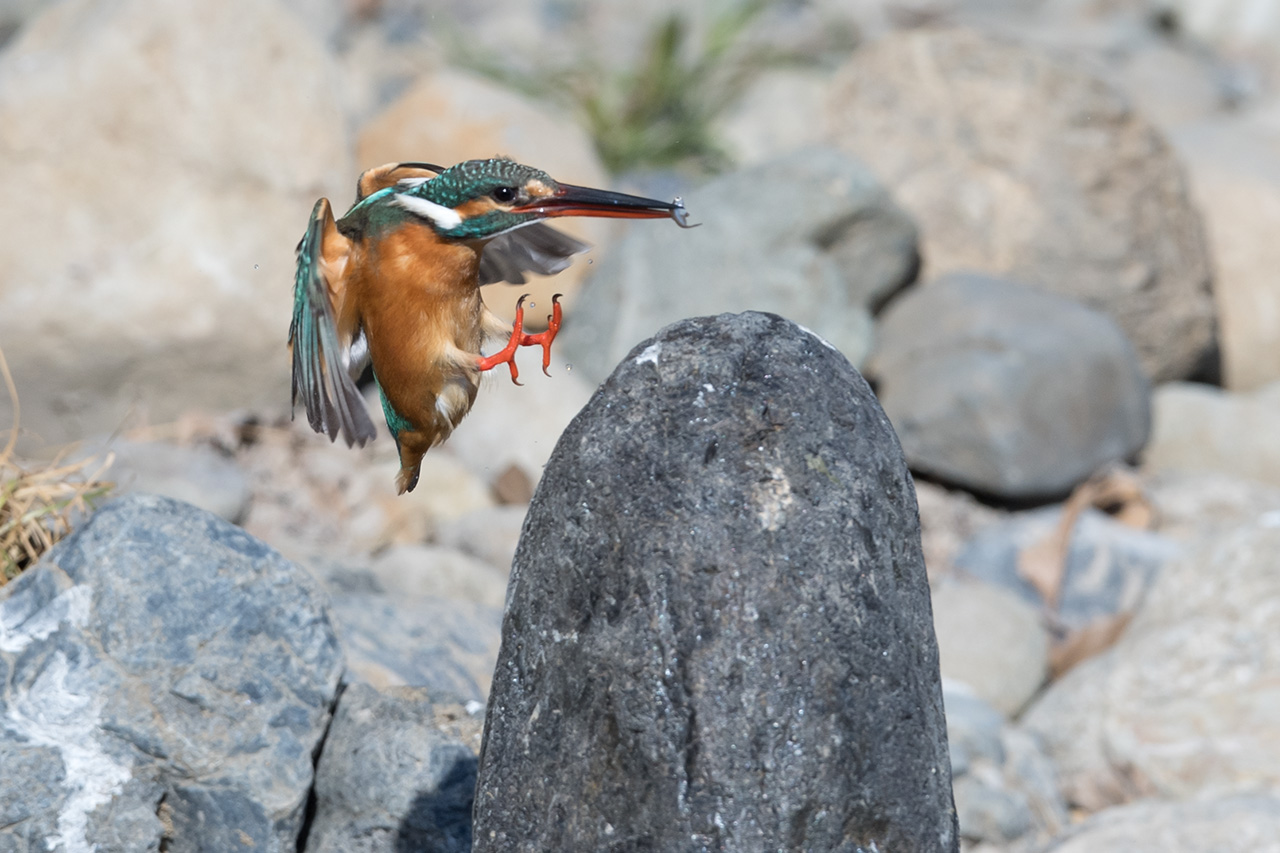 f:id:xjmarin:20210211195527j:plain