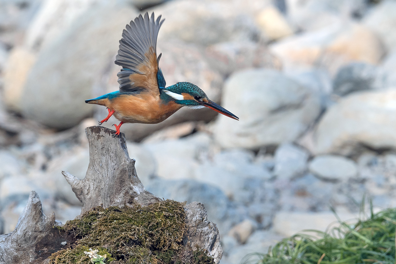 f:id:xjmarin:20210211195538j:plain