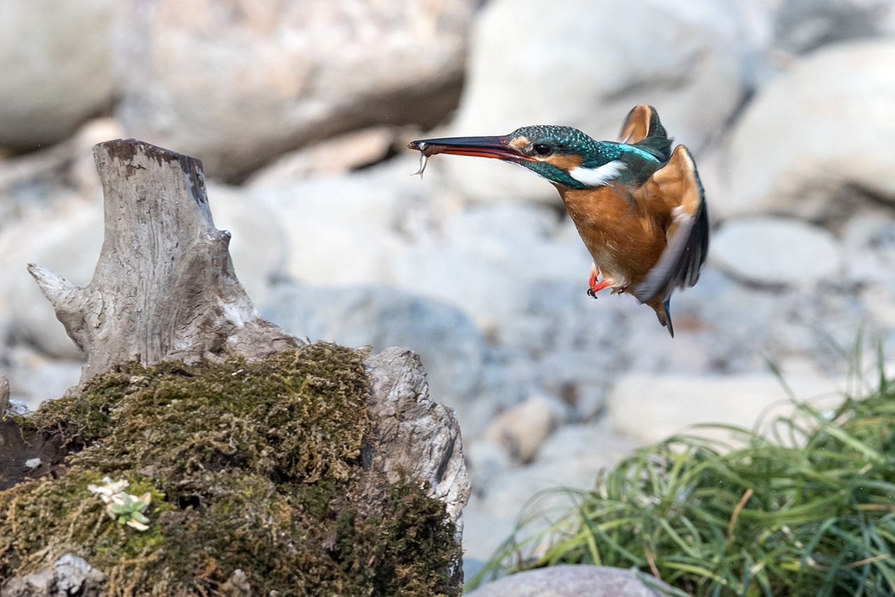 f:id:xjmarin:20210211195544j:plain