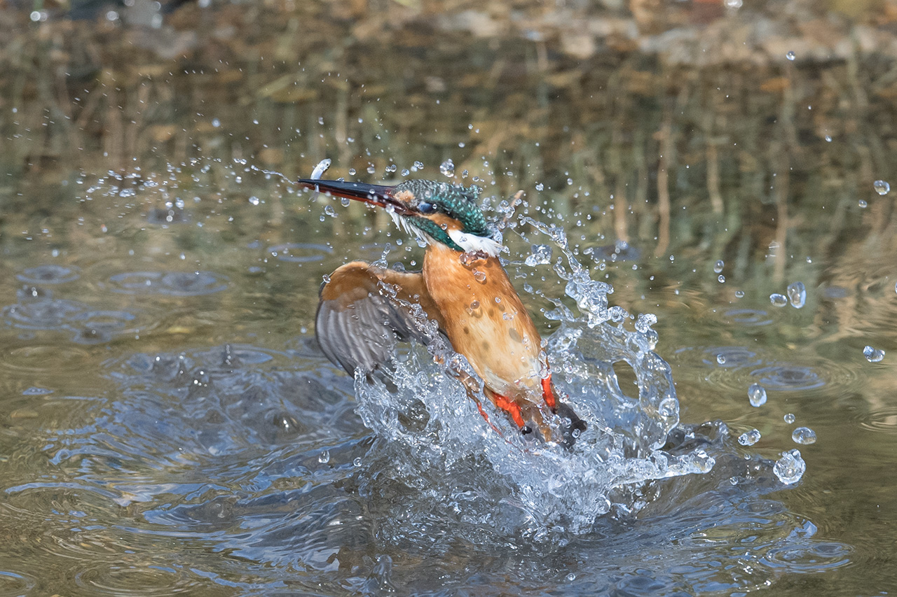 f:id:xjmarin:20210211195552j:plain