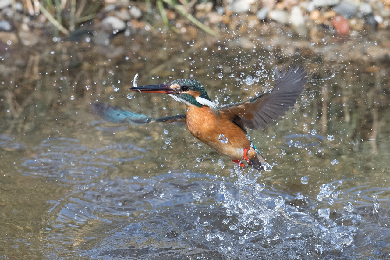 f:id:xjmarin:20210211195553j:plain