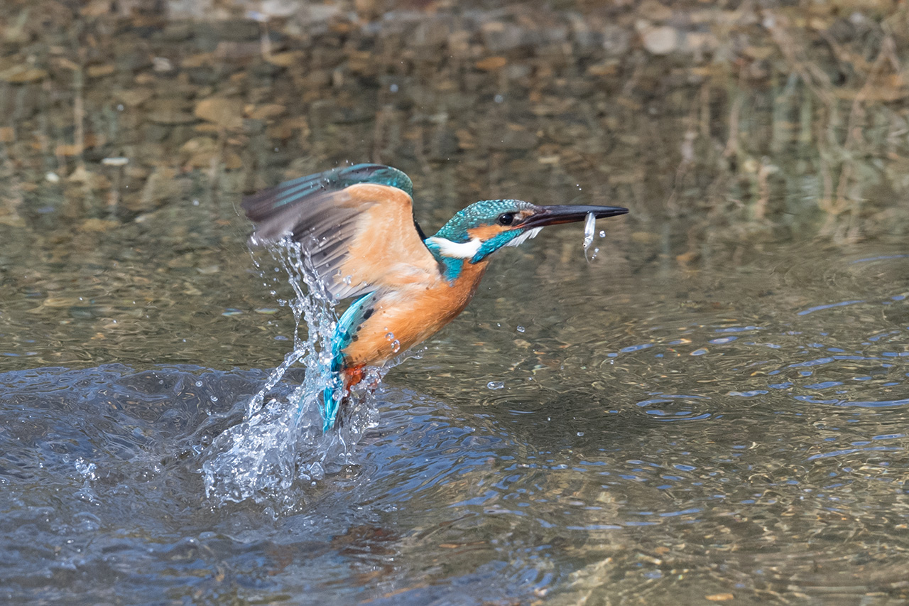 f:id:xjmarin:20210211195604j:plain