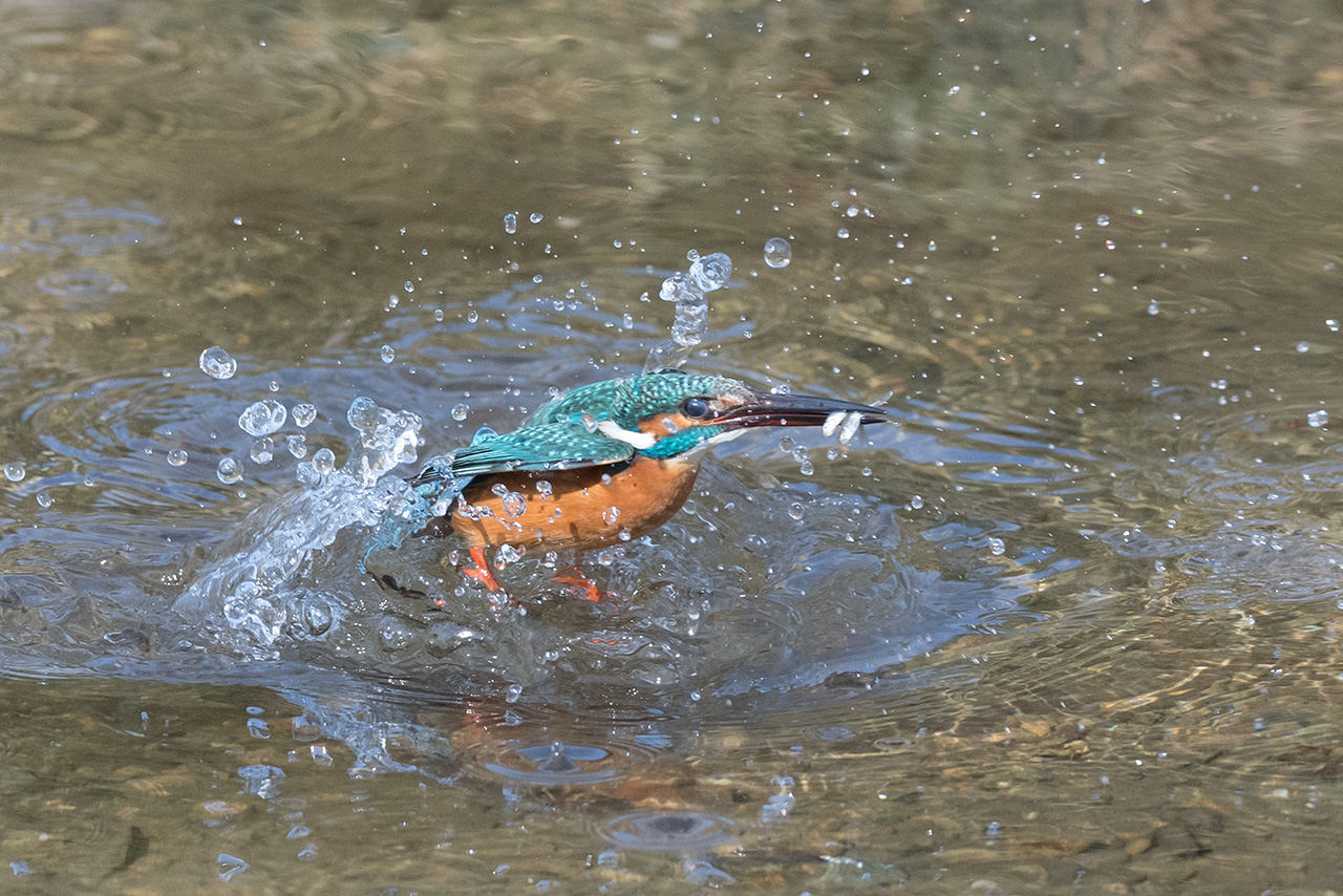 f:id:xjmarin:20210211195609j:plain