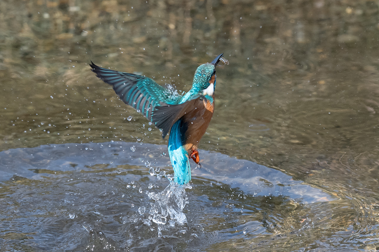 f:id:xjmarin:20210211195611j:plain