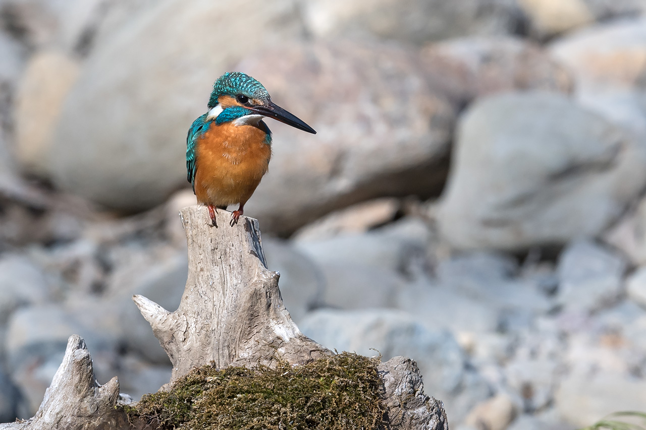 f:id:xjmarin:20210211195612j:plain