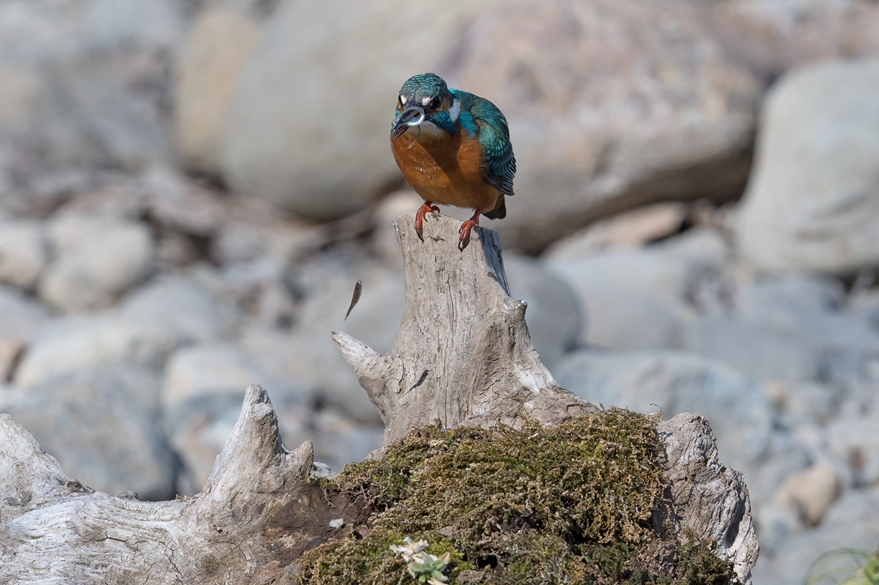 f:id:xjmarin:20210211195621j:plain