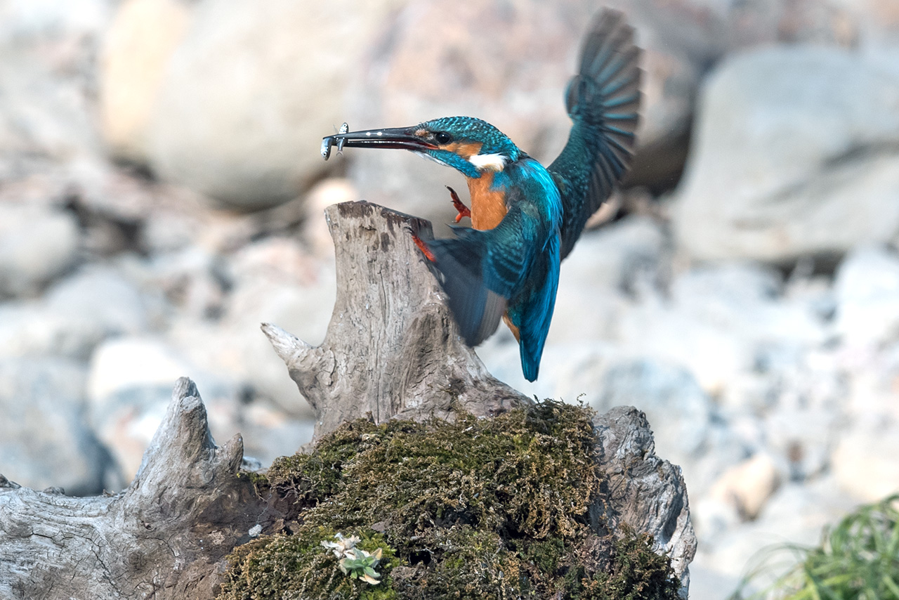 f:id:xjmarin:20210211195639j:plain