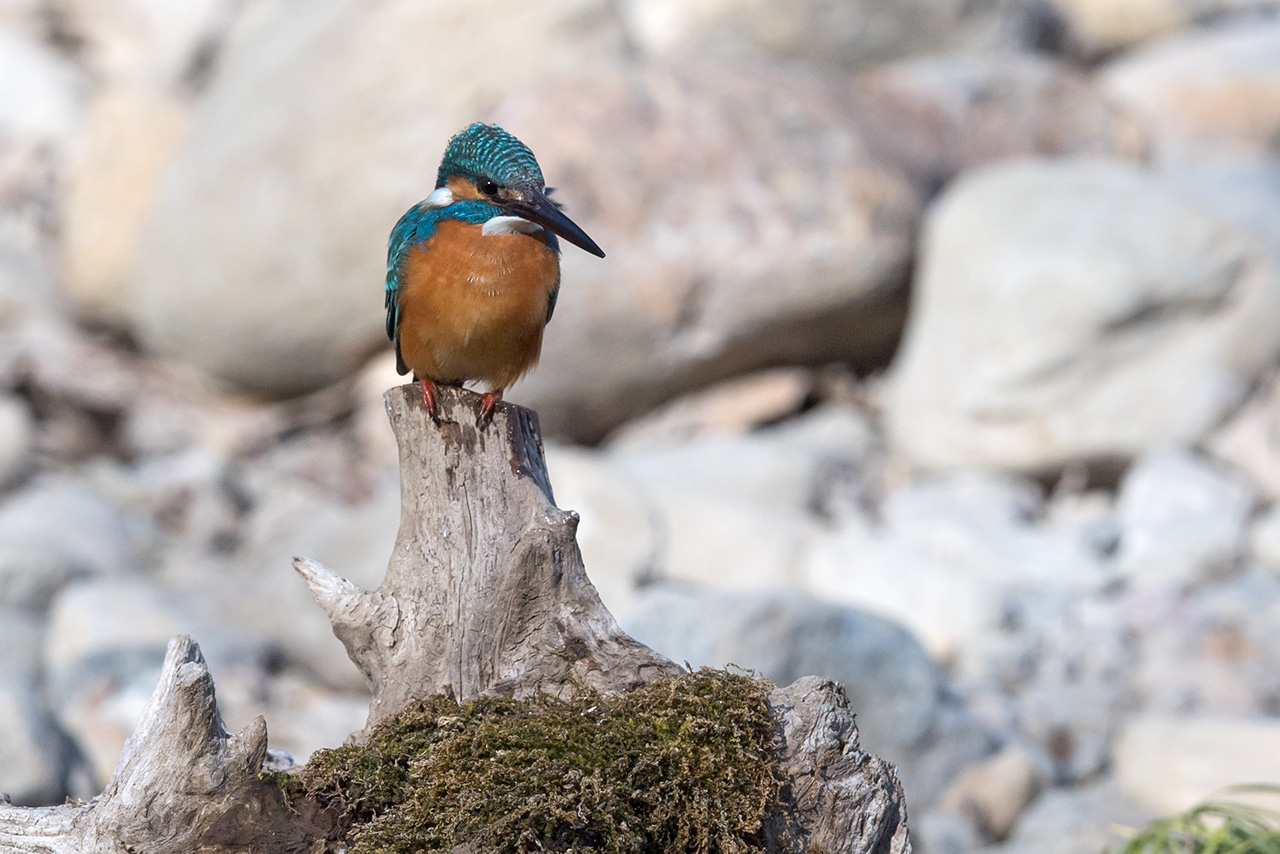 f:id:xjmarin:20210211195641j:plain