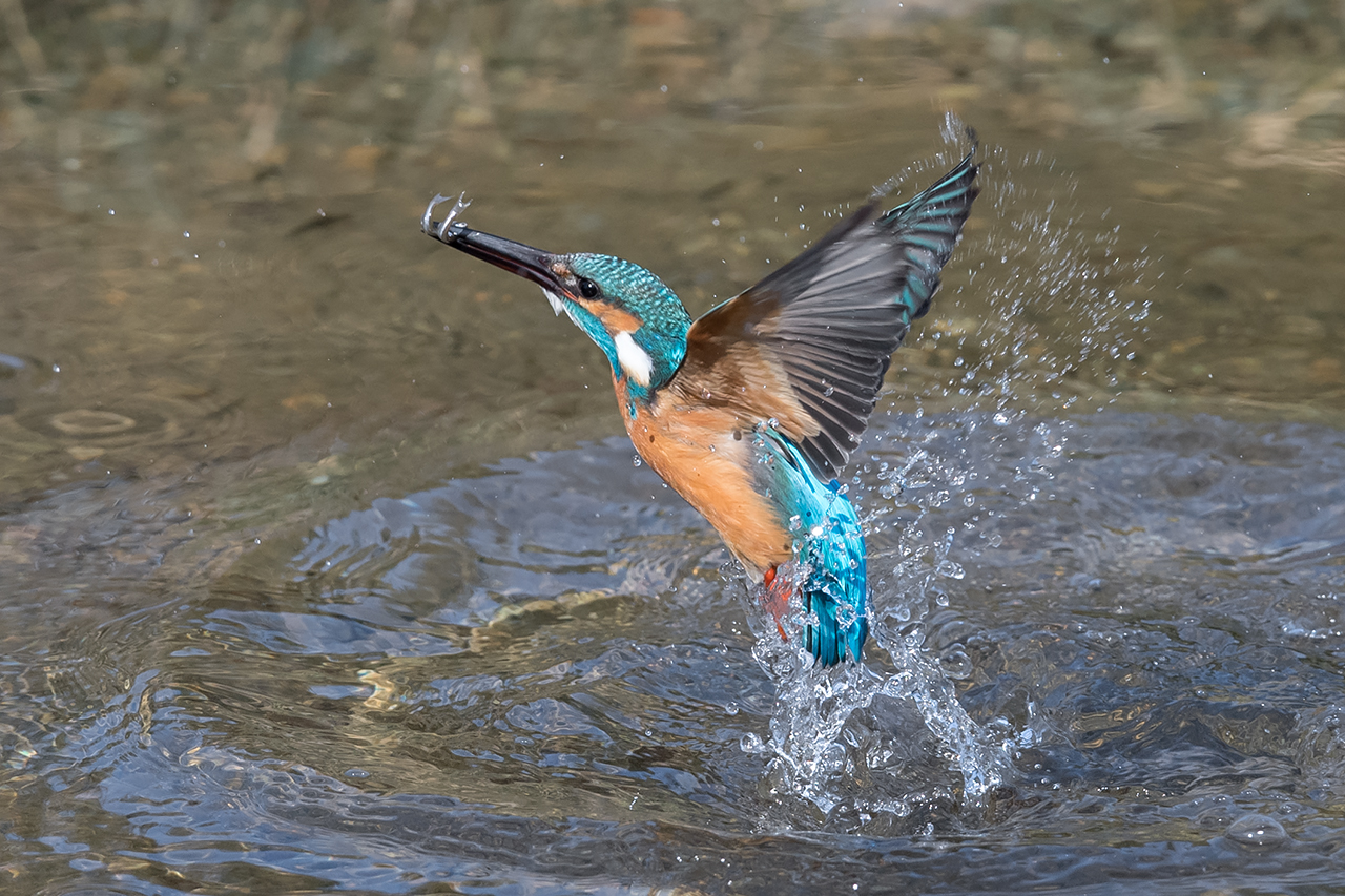 f:id:xjmarin:20210211195644j:plain