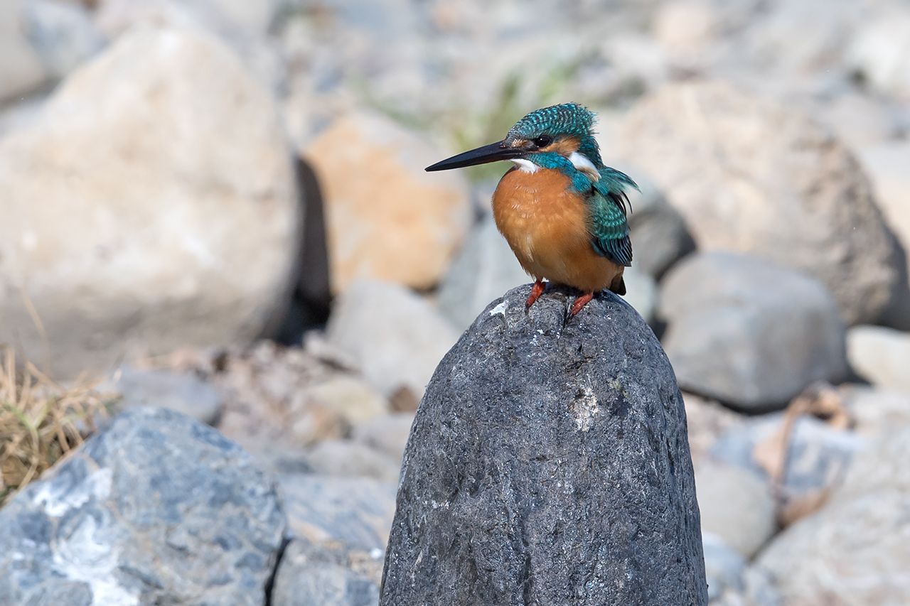 f:id:xjmarin:20210211195646j:plain