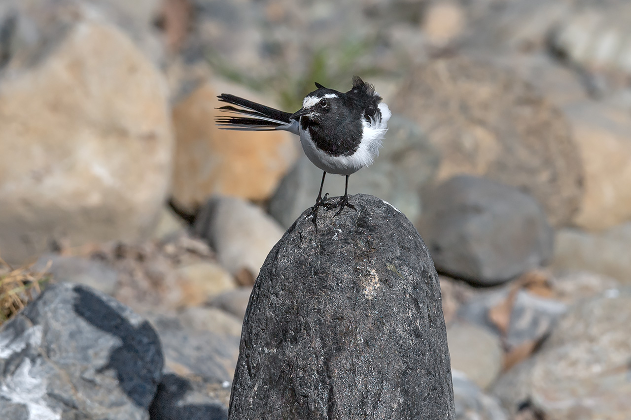 f:id:xjmarin:20210211195700j:plain