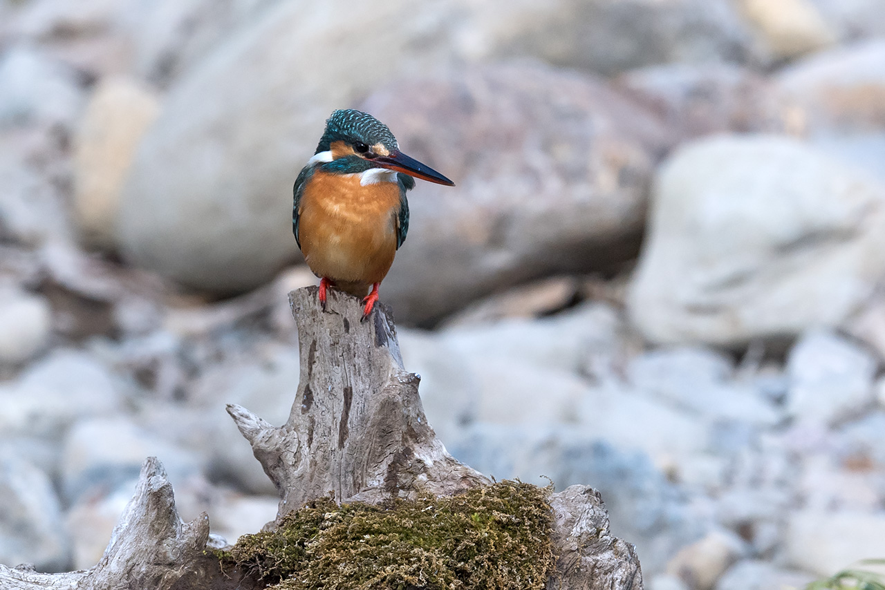 f:id:xjmarin:20210211201244j:plain