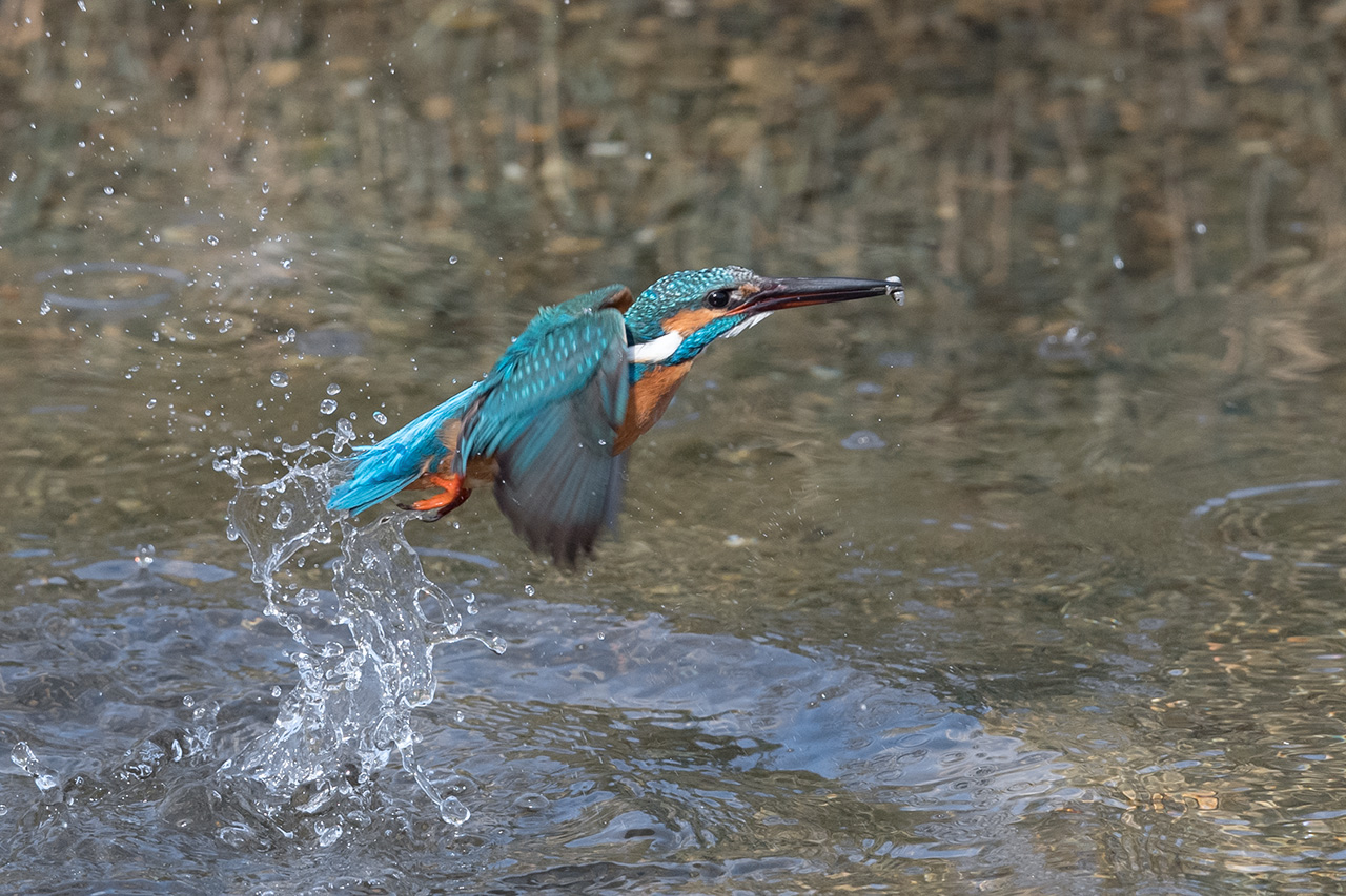 f:id:xjmarin:20210211202213j:plain